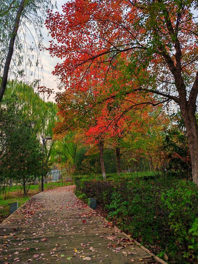 秋日限定西安浐灞濕地公園美翻了免費童話秘境打卡攻略 秋日限定西安浐灞濕地公園美翻了免費童話秘境打卡攻略