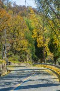 王屋山銀杏攻略|邂逅千年樹冠下的金色秋天