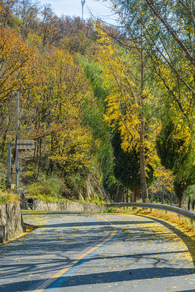 王屋山銀杏攻略|邂逅千年樹冠下的金色秋天 王屋山銀杏攻略|邂逅千年樹冠下的金色秋天