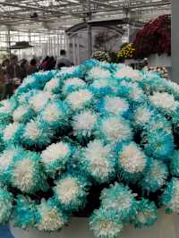 秋日賞菊絕佳地