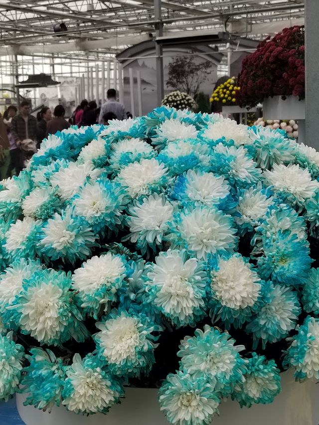 秋日賞菊絕佳地 秋日賞菊絕佳地