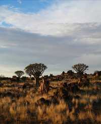 納米比亞絕美箭袋樹公園｜自帶仙氣的拍照天堂