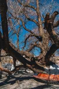 布達拉宮神秘機位曝光！99%的人不知道的絕美拍攝點