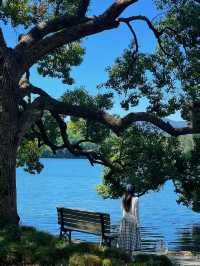 西湖隱世古樹治癒指南