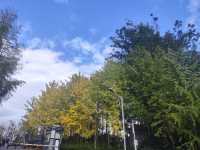 街區銀杏打卡地恩施州文化中心