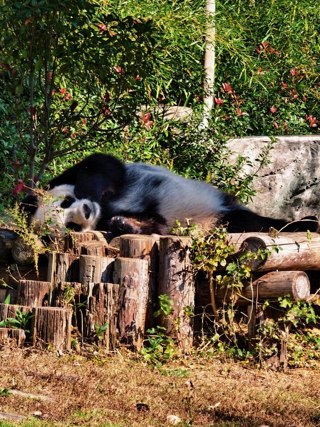 南京動物們的伊甸園——紫清湖野生動物世界