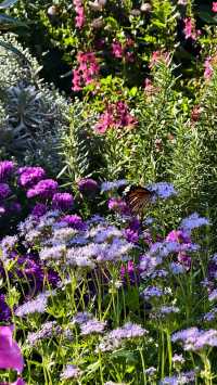 深圳冬日限定浪漫仙湖植物園花展也太出片了吧！