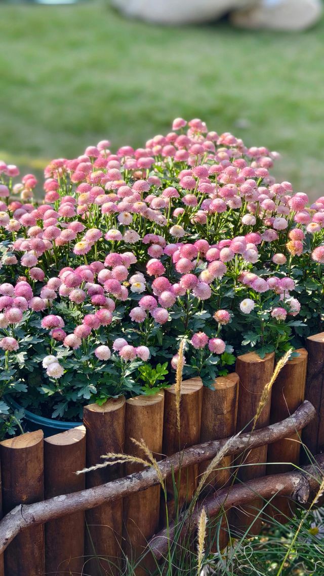 深圳冬日限定浪漫仙湖植物園花展也太出片了吧！