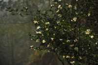 重慶璧山佛蔭寺｜銀杏金黃時的靜謐禪意