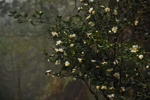 重慶璧山佛蔭寺｜銀杏金黃時的靜謐禪意