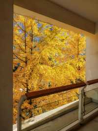 魔都銀杏季必打卡局門路露台機位全攻略|附路線圖