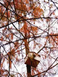 落羽杉紅啦！週末逛個公園也能拍秋日大片！