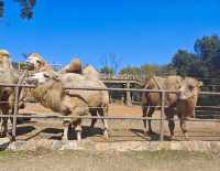 帶娃衝太湖龍之夢！2天1夜超爽