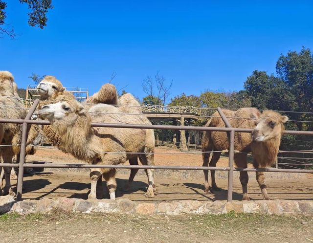 帶娃衝太湖龍之夢！2天1夜超爽
