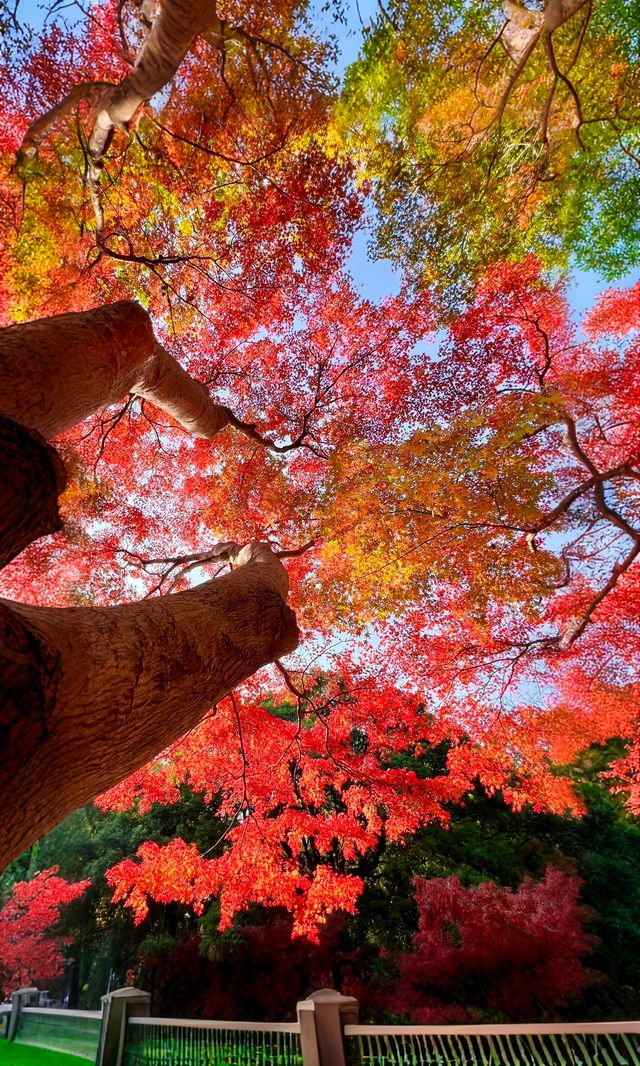 嶽麓山懶人一日遊攻略（超詳細版）