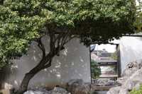 常熟方塔園賞桂攻略 這抹金黃香醉了整個秋天