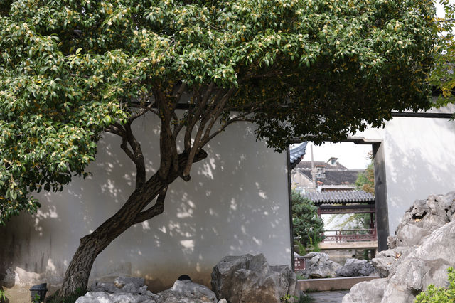 常熟方塔園賞桂攻略 這抹金黃香醉了整個秋天