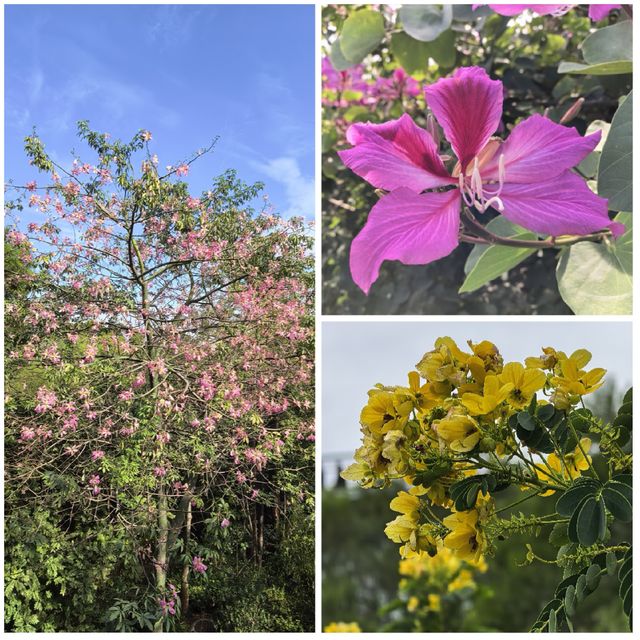 2025廈門徒步之山海步道全程