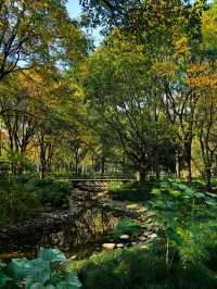 申城賞秋正當時