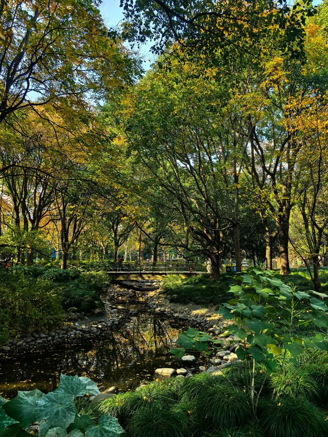 申城賞秋正當時 申城賞秋正當時