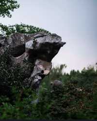 紫微園賞銀杏絕美