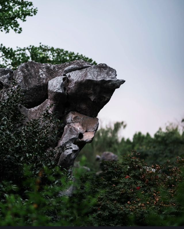 紫微園賞銀杏絕美 紫微園賞銀杏絕美