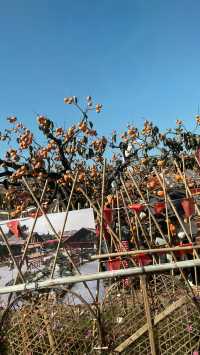 偷偷告訴你！恭城紅巖村的柿子季也太出片了吧