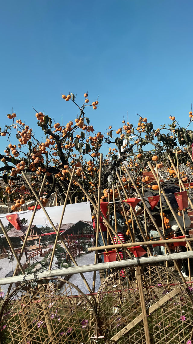 偷偷告訴你！恭城紅巖村的柿子季也太出片了吧