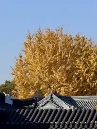 11.29實拍!月湖銀杏黃啦!真的好好看