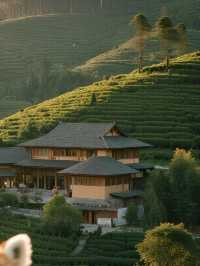 雲南親子度假!版納+普洱8天7晚歡樂之旅