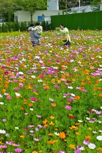 深圳全新花海五彩格桑花🩷免費拍照