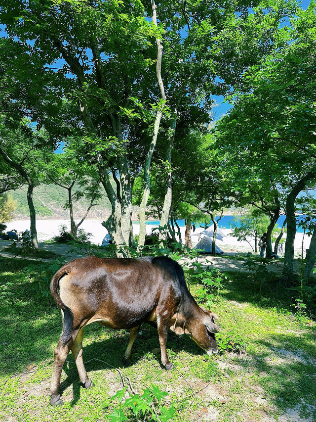 香港麥理浩徑二段+破邊洲(附攻略) 香港麥理浩徑二段+破邊洲(附攻略)