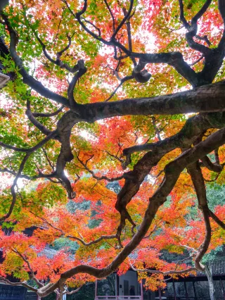 Maple Leaf Season in Hangzhou, I only went to this place