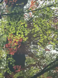 上海出發 帶娃賞秋棲霞山