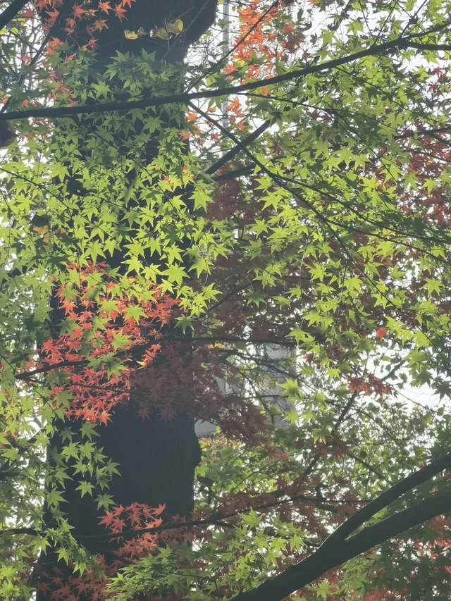 上海出發 帶娃賞秋棲霞山