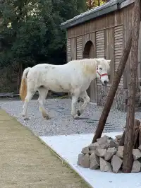 真的不是童話世界！在湖州吳興！5G過聖誕