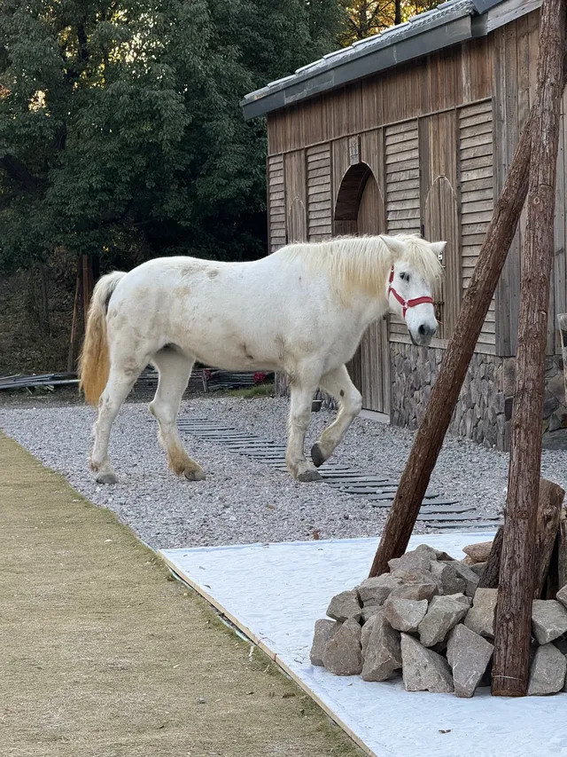 真的不是童話世界！在湖州吳興！5G過聖誕