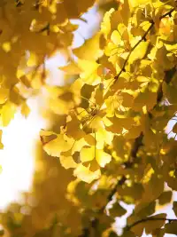 韶關南雄·帽子峰銀杏