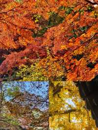 常熟已回，真不建議12月去，太香了