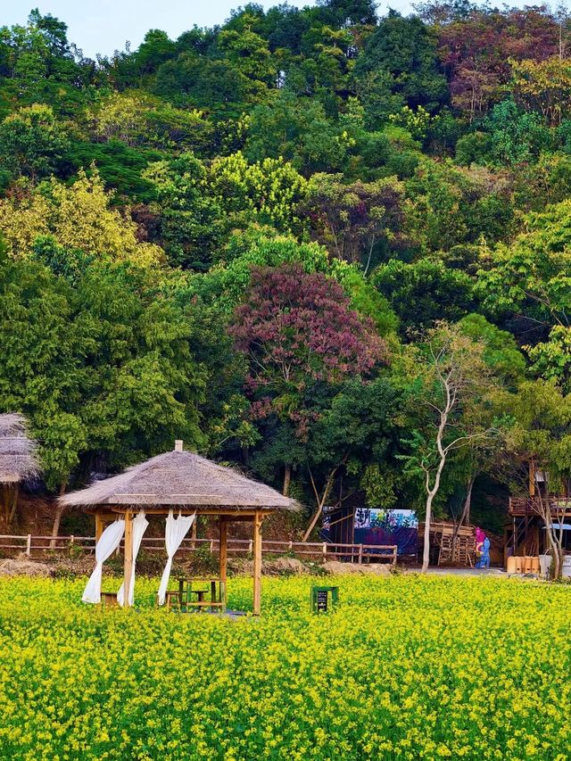 廈門冬天驚現油菜花!海滄呢片金色花海,湊B打卡超正 廈門冬天驚現油菜花!海滄呢片金色花海,湊B打卡超正
