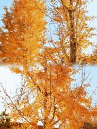 為了這棵1000年銀杏 我特意去了趟永嘉