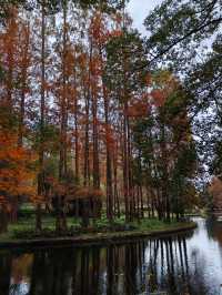 初冬暖陽下的多彩上海共青森林公園