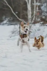 人,下雪天世界就變成了童話