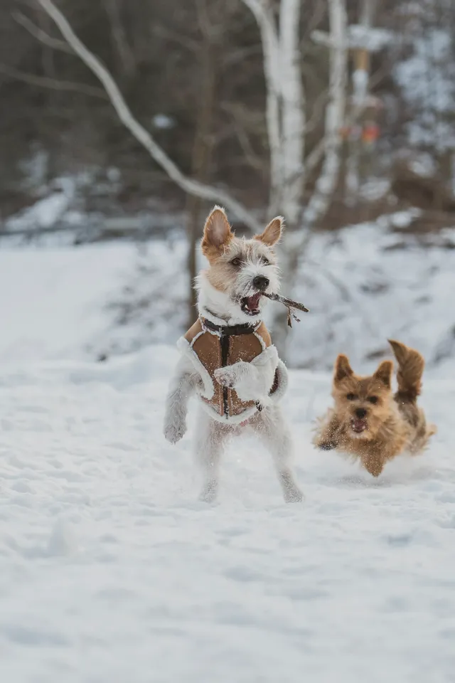 人,下雪天世界就變成了童話 人,下雪天世界就變成了童話