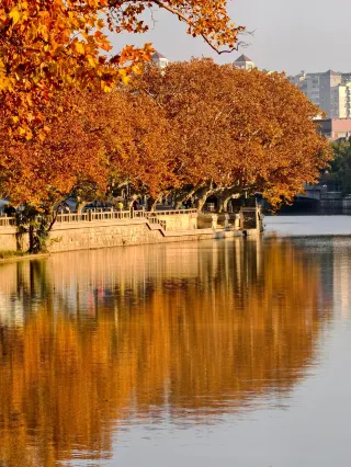 A Winter Love Letter in Wuxi Written on Jiefang South Road’s Phoenix Tree Avenue