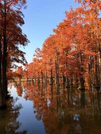 12.14上海青西郊野公園水杉紅了…附攻略
