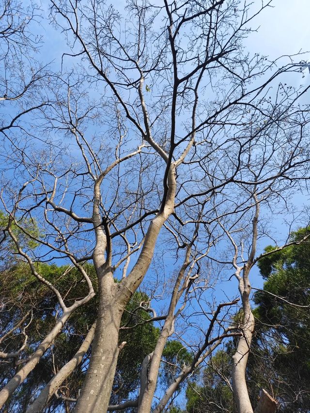 冬日泉州｜清源山的絕美夕陽剪影