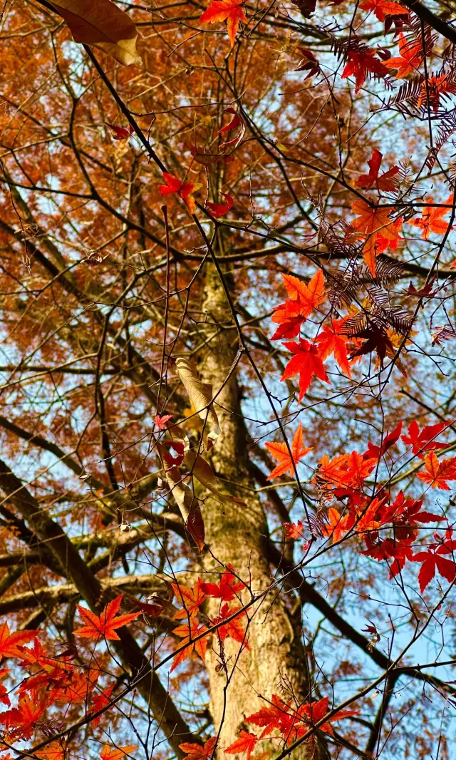 12.20 Live Update｜The Last Touch of Autumn in West Lake's Lesser-Known Secret Spots