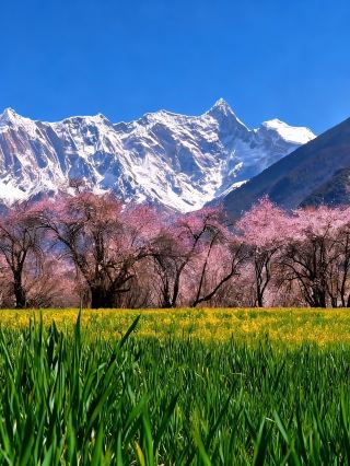 눈 덮인 산기슭의 변방 강남을 본 적 있나요?