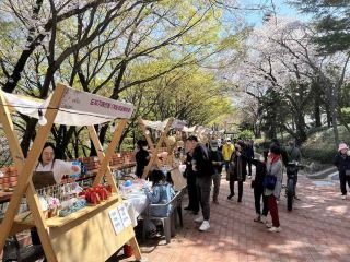 自由公園桜まつり：春の息吹